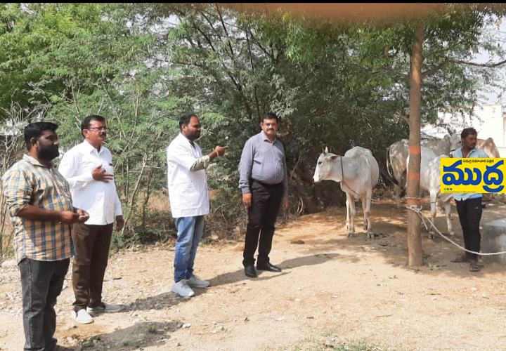 గాలికుంటు వ్యాధి రాకుండా పశువులకు టీకాలు వేయించాలి – ACPS NEWS గాలికుంటు వ్యాధి రాకుండా పశువులకు టీకాలు వేయించాలి