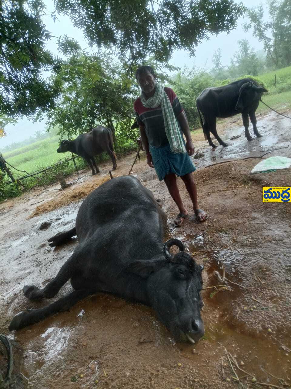పిడుగు పడి పాడి గేదె గేదె – ACPS NEWS పిడుగు పడి పాడి గేదె గేదె